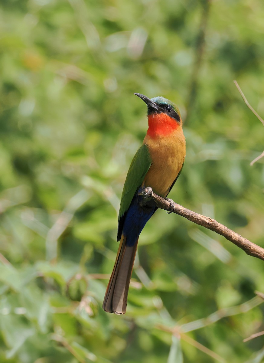 Red-throated Bee-eater - ML650850523