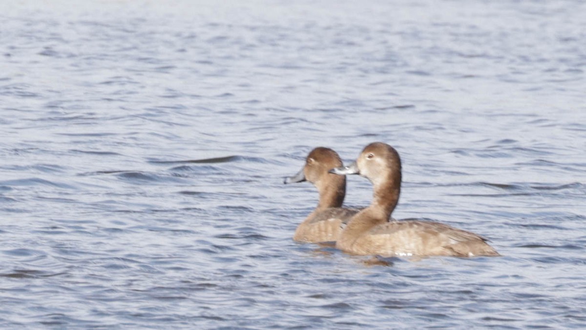 Redhead - ML650850670