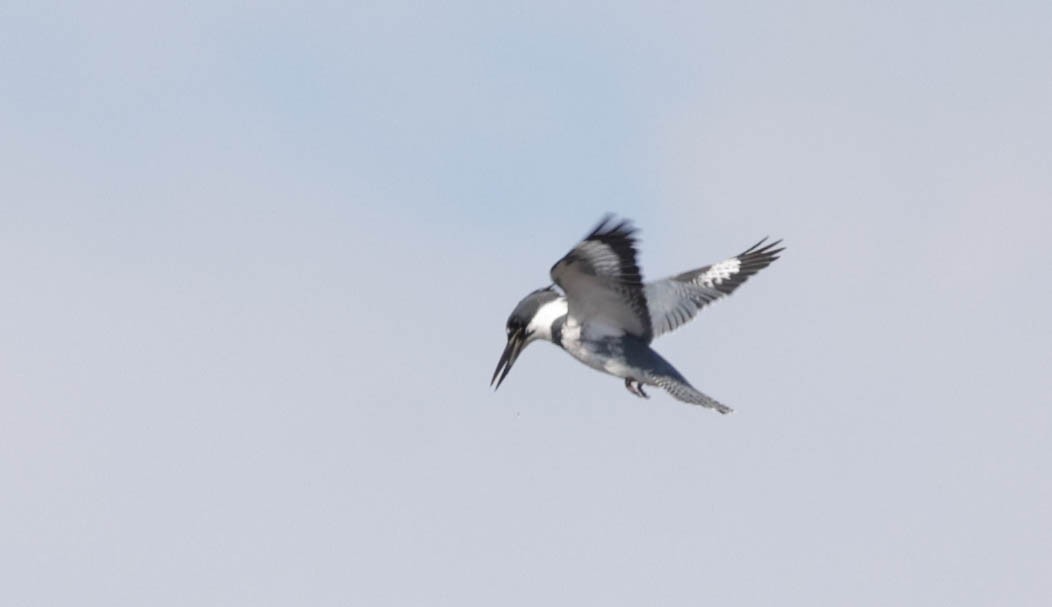 Belted Kingfisher - ML650850682