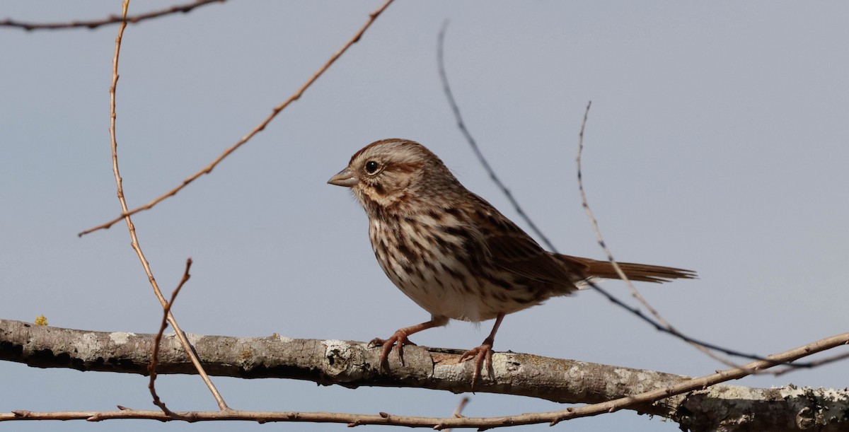 Song Sparrow - ML650850924