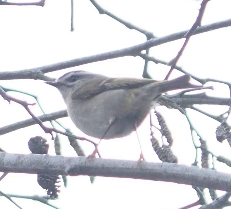 Золотомушка світлоброва - ML650850950