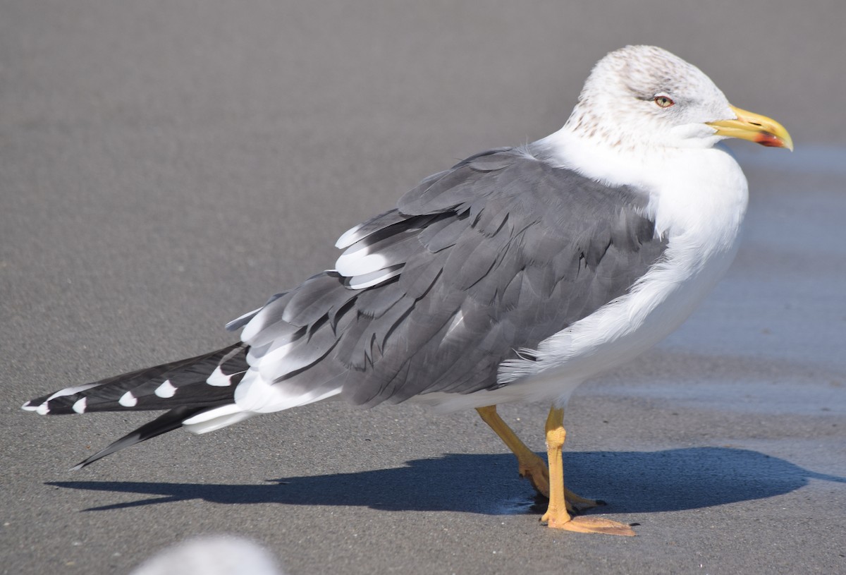 Lesser Black-backed Gull - ML650851100