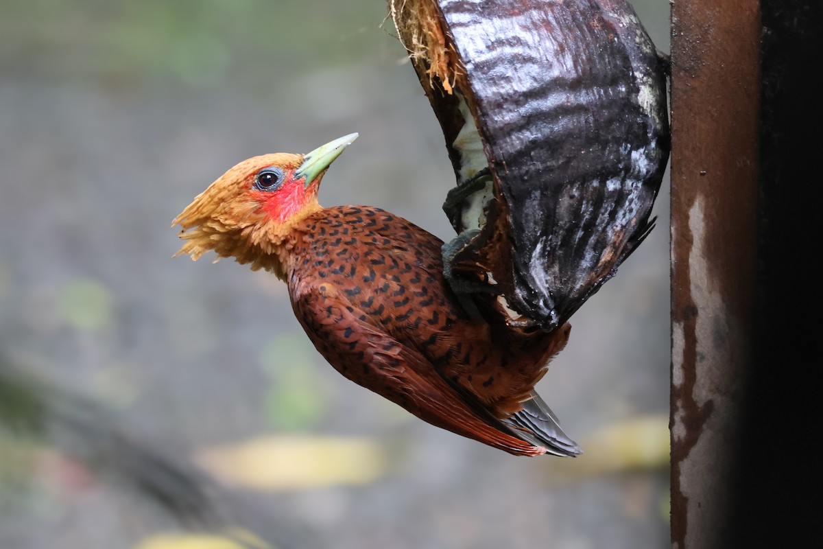 datel kaštanový - ML650851297