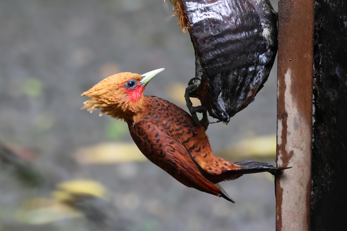 datel kaštanový - ML650851298