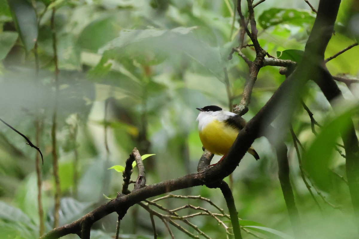 White-collared Manakin - ML650851318