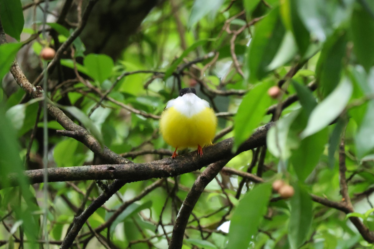 White-collared Manakin - ML650851320