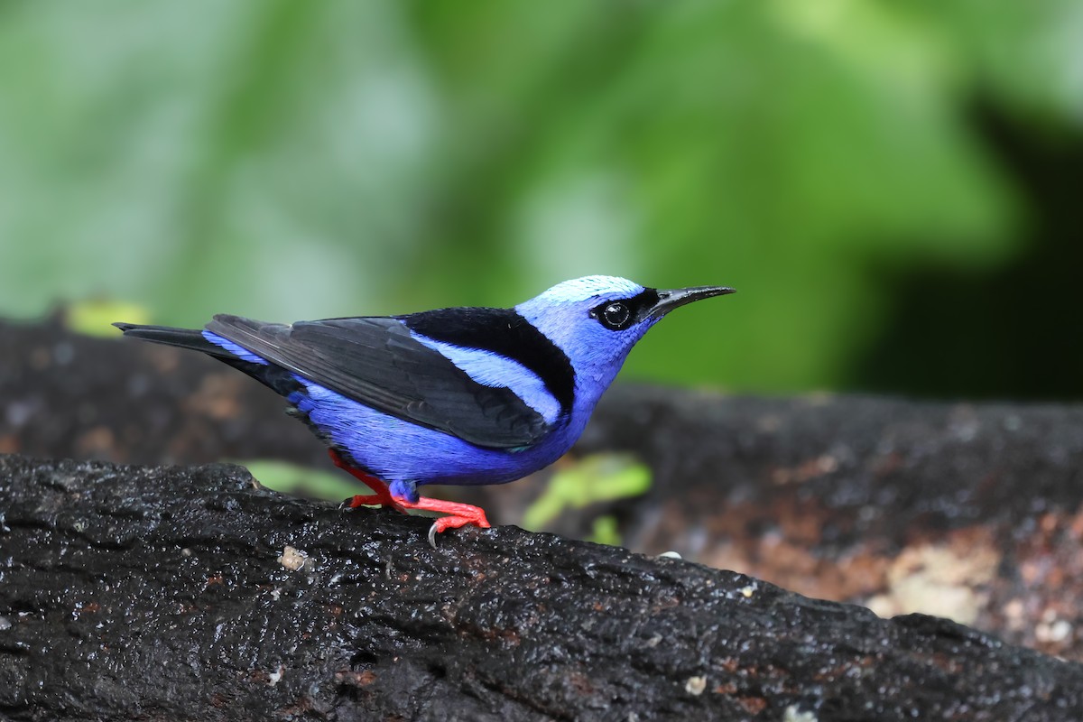 Red-legged Honeycreeper - ML650851340