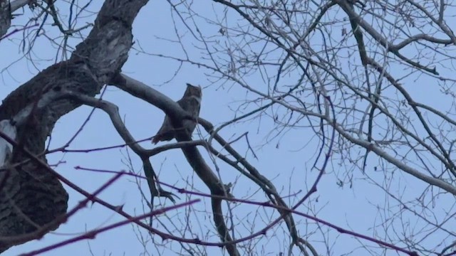 アメリカワシミミズク - ML650851411