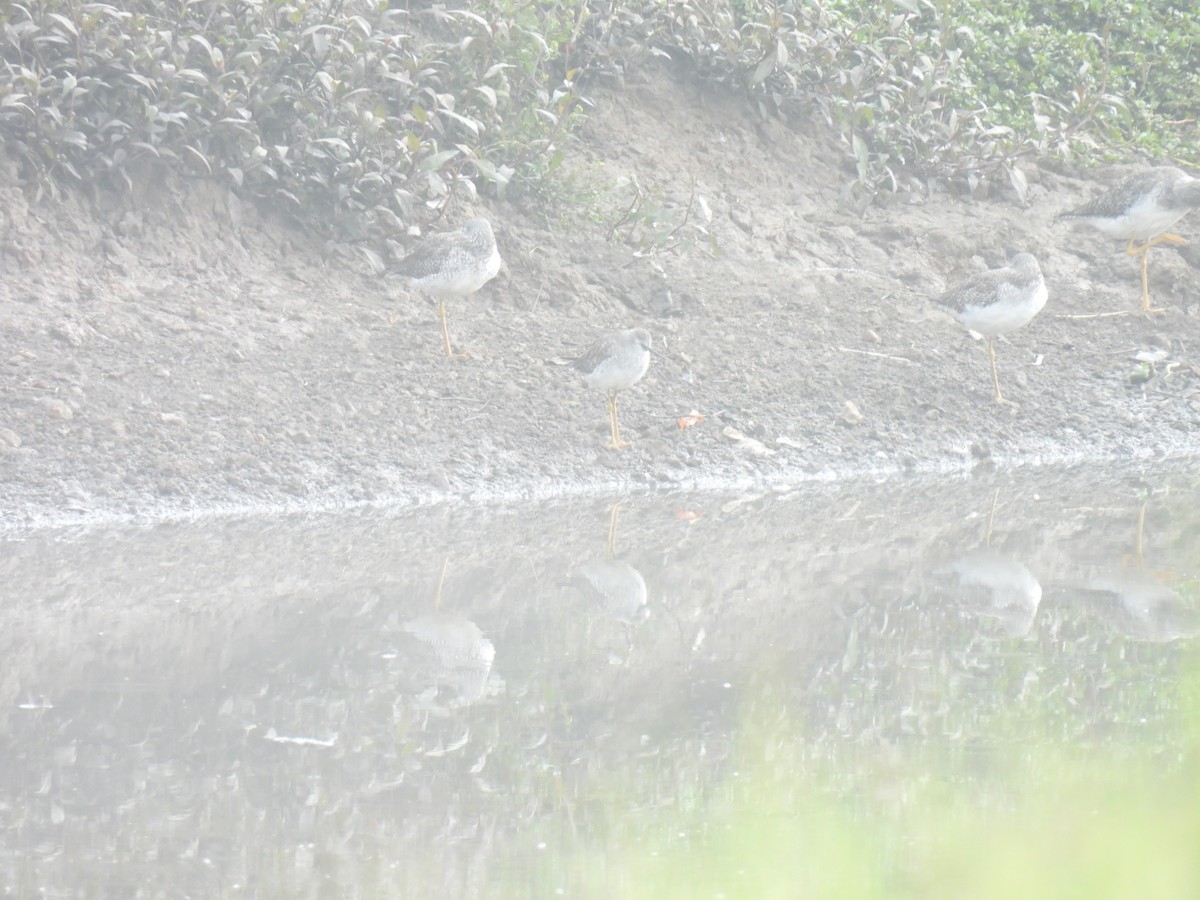 Solitary Sandpiper - ML650851456
