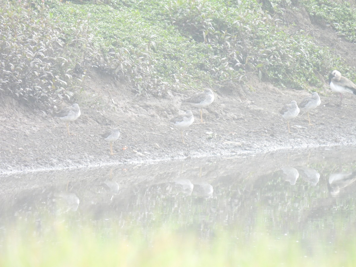 Solitary Sandpiper - ML650851457