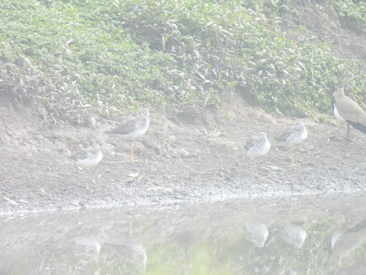 Solitary Sandpiper - ML650851458