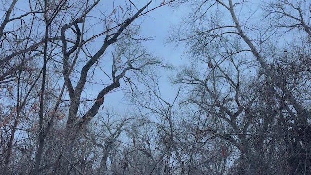 アメリカワシミミズク - ML650851669