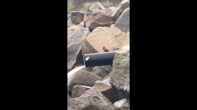 שלדג אמריקני - ML650852063