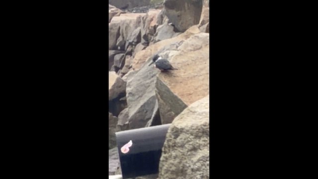 שלדג אמריקני - ML650852064