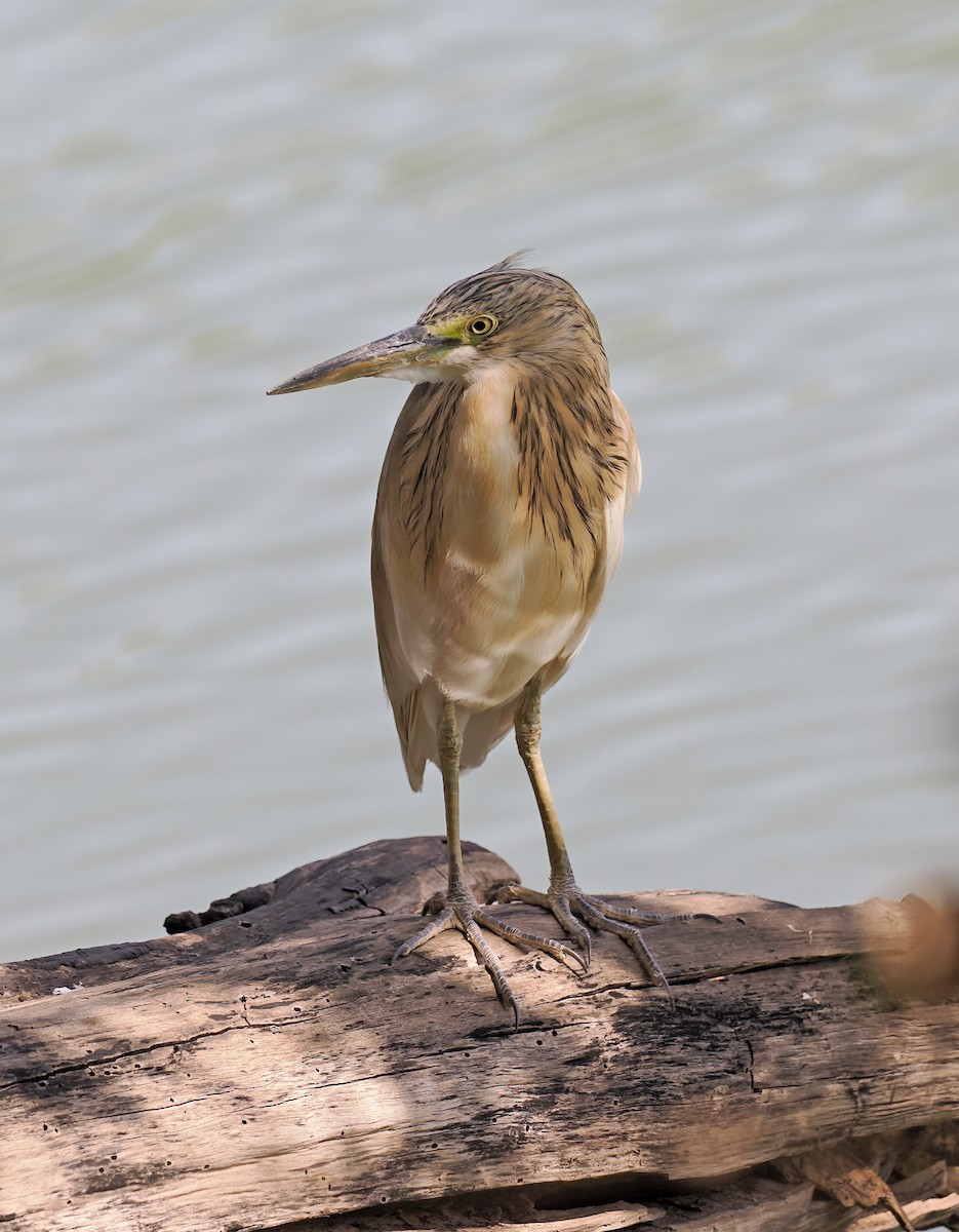 Sgarza ciuffetto - ML650852073