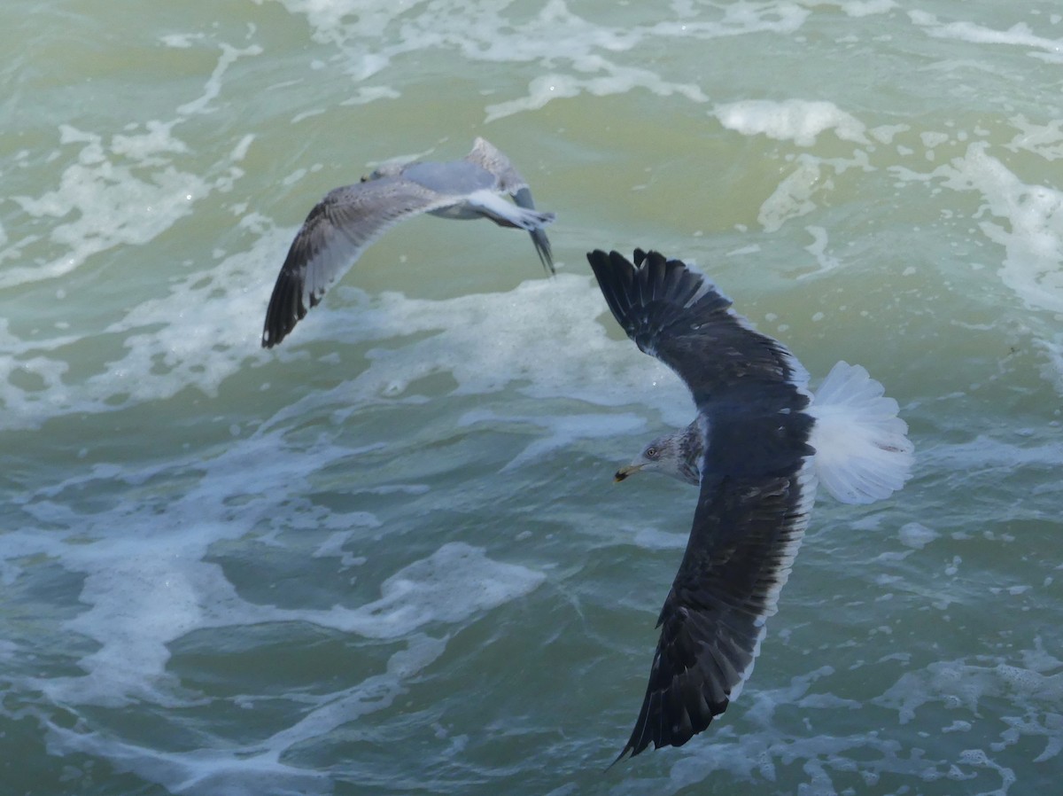 Lesser Black-backed Gull - ML650852102