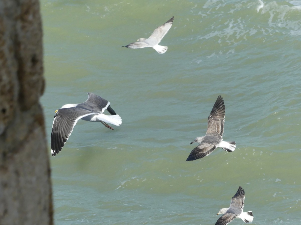 Lesser Black-backed Gull - ML650852103