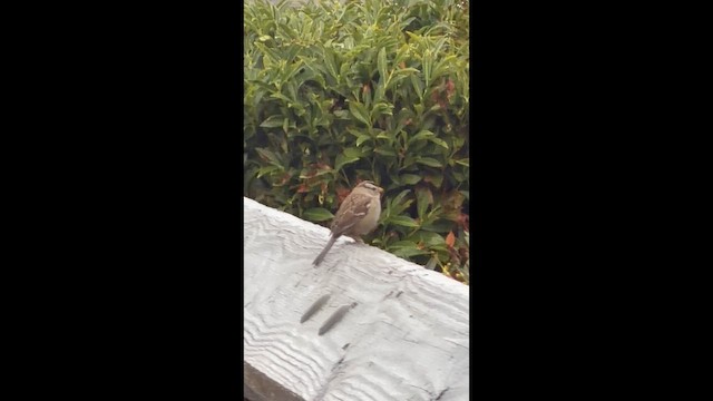 White-crowned Sparrow - ML650852119