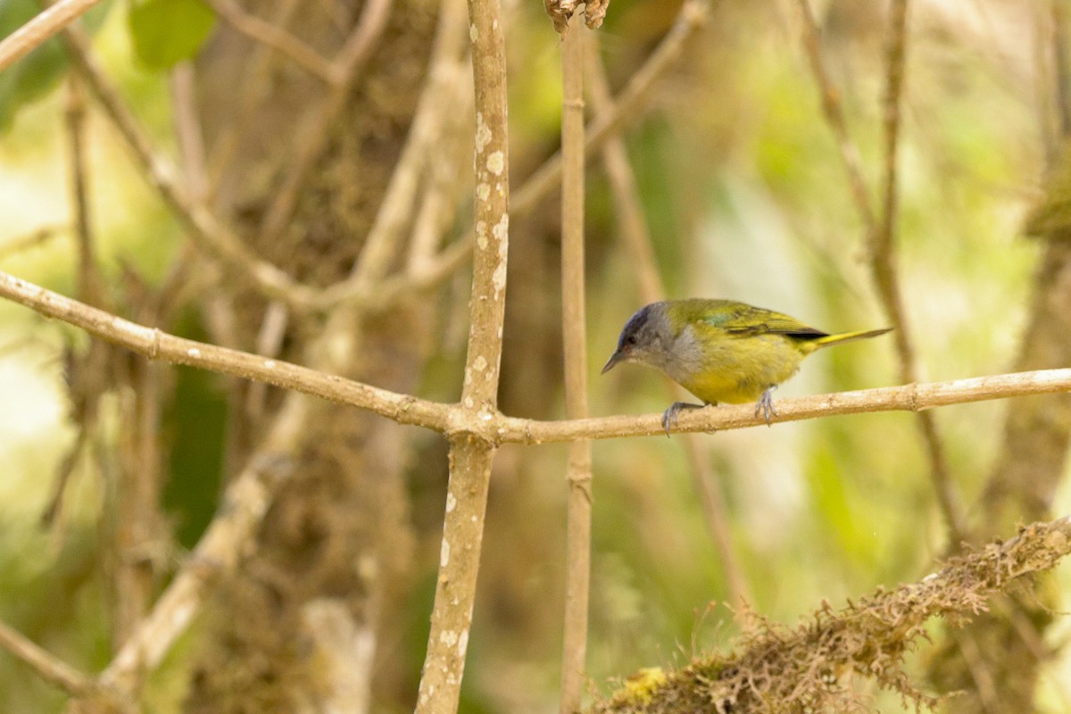 ボウシマルハシミツドリ - ML650852122