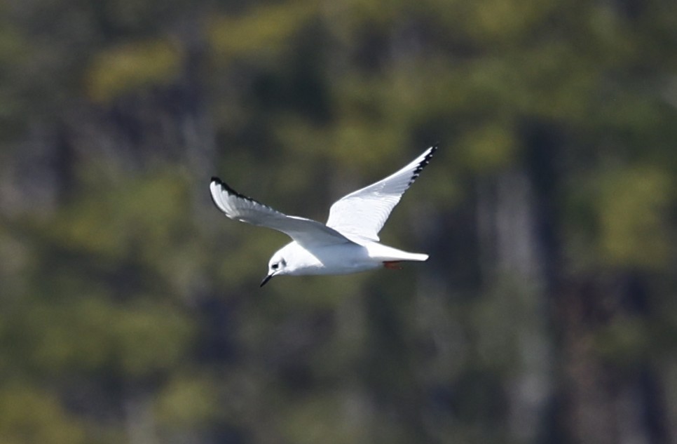 Bonaparte's Gull - ML650852173