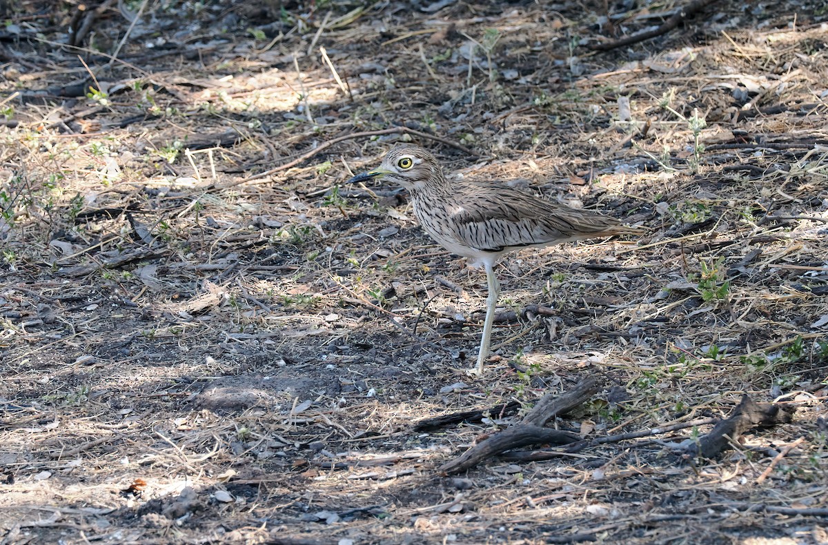 Senegal Thick-knee - ML650852224