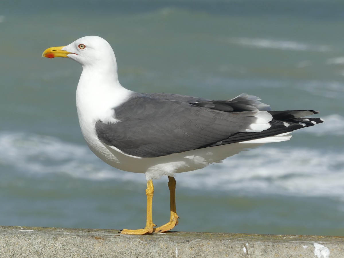 Lesser Black-backed Gull - ML650852320