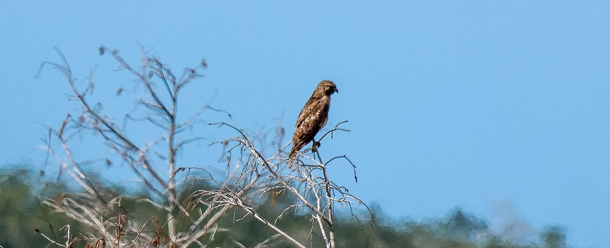 Broad-winged Hawk - ML650852403