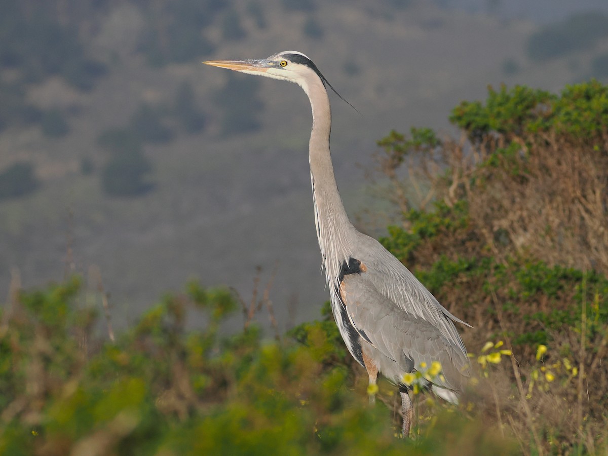 Чапля північна - ML650852449
