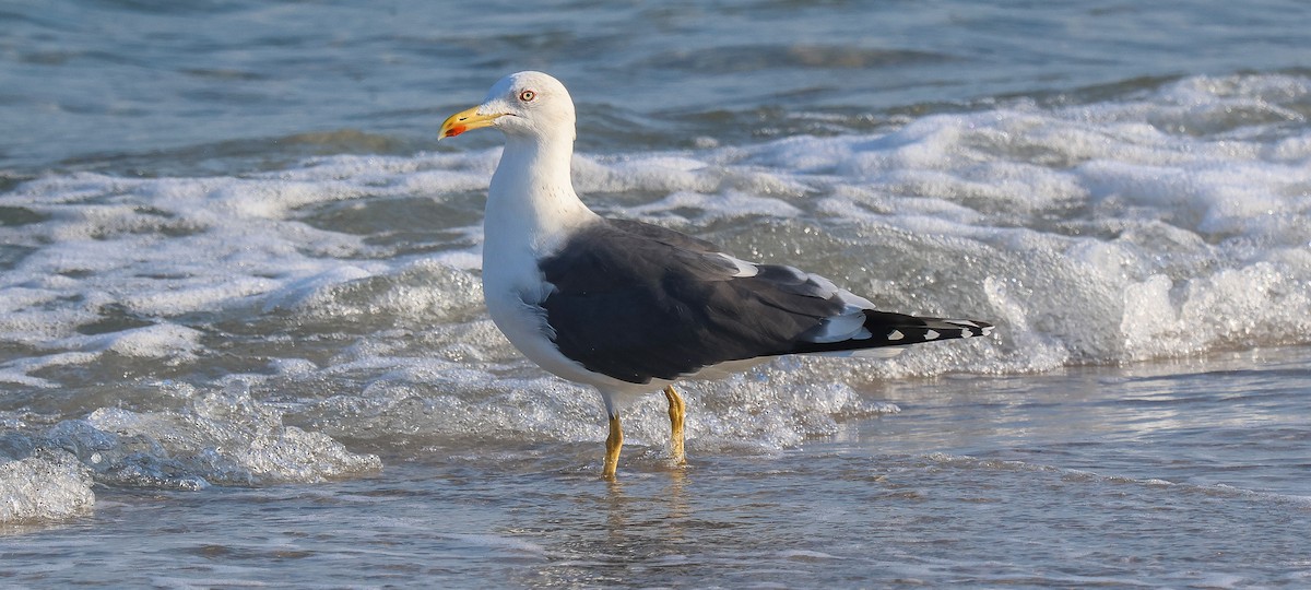 Lesser Black-backed Gull - ML650852519