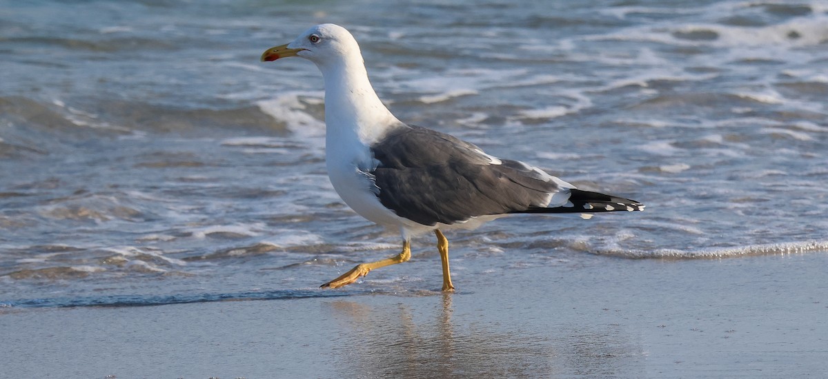 Lesser Black-backed Gull - ML650852524