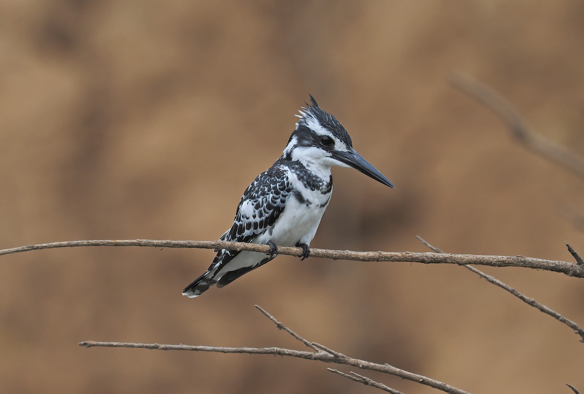 Martin pescatore bianconero - ML650852639