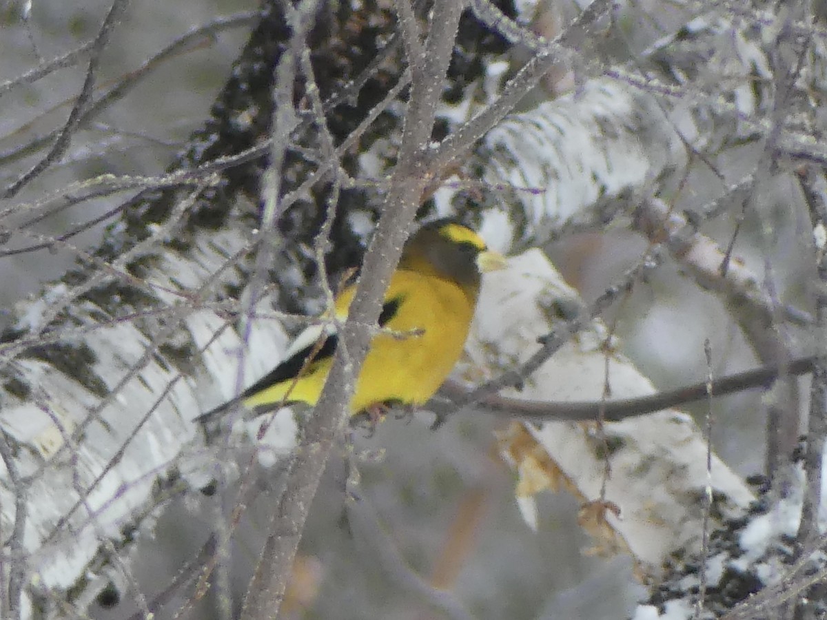 Кіпаль жовтобровий - ML650852640