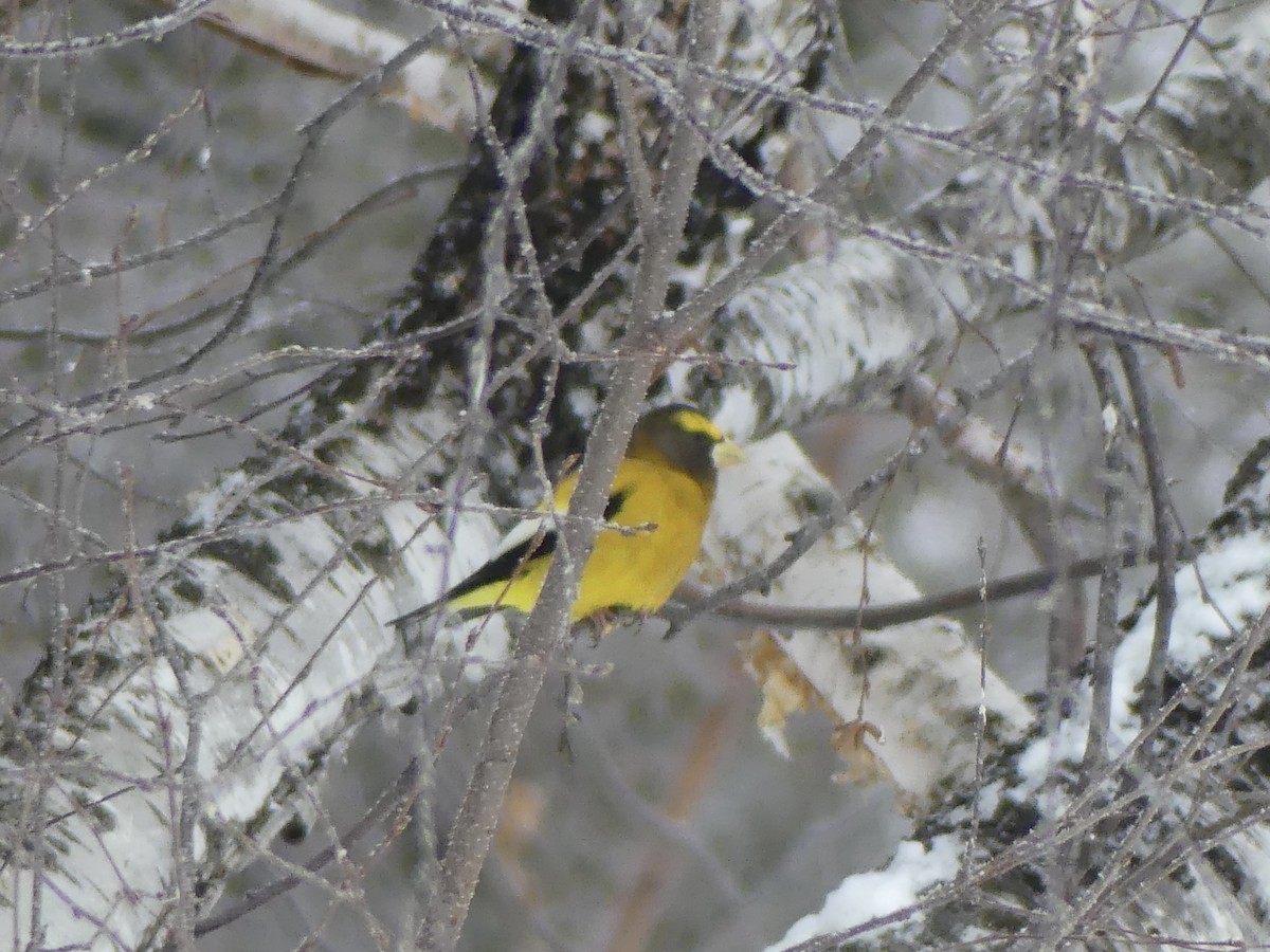 Кіпаль жовтобровий - ML650852641