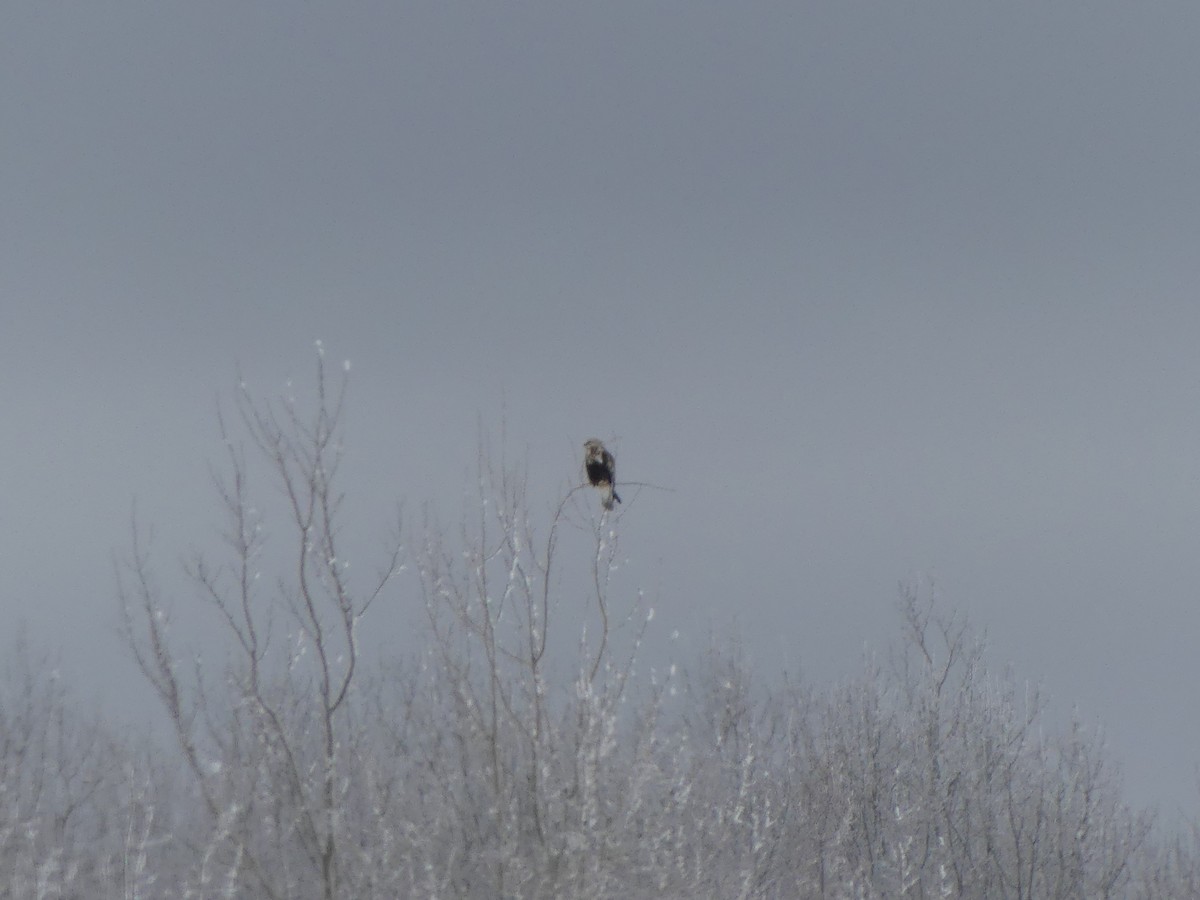 Зимняк - ML650852742