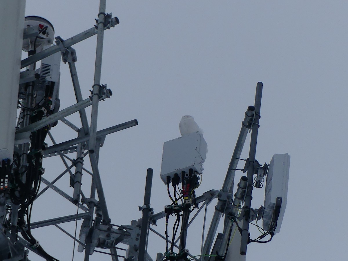 Сова біла - ML650852810