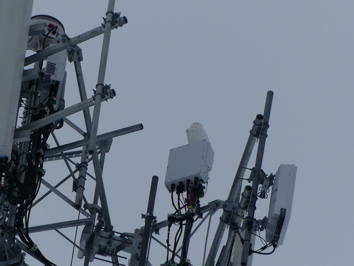 Сова біла - ML650852811