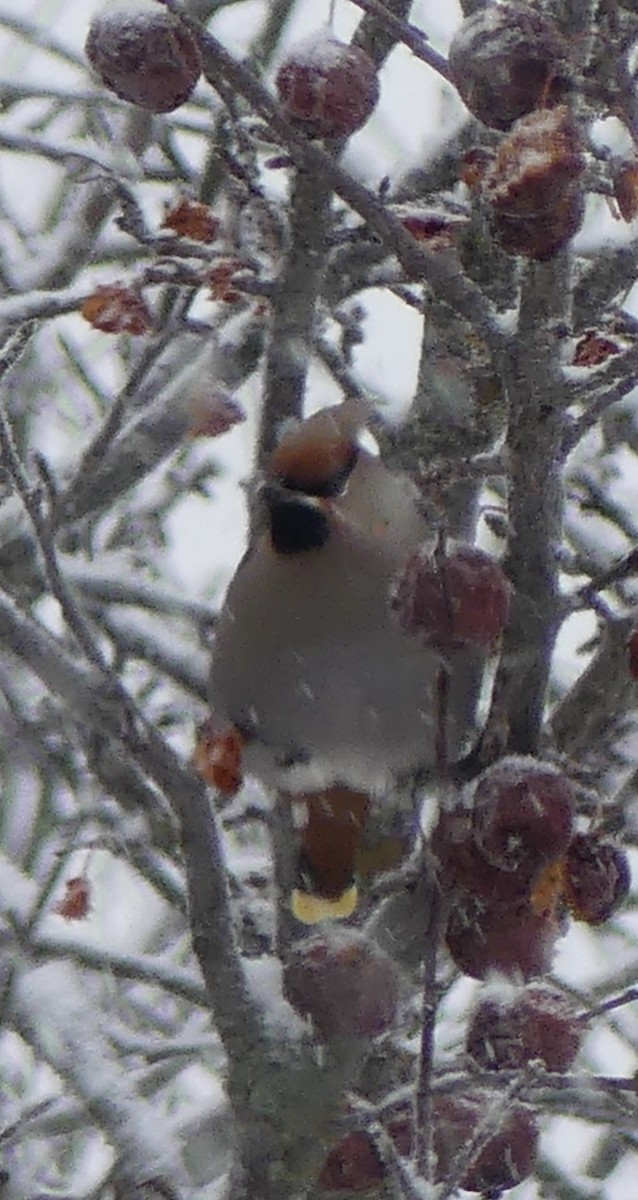 Омелюх звичайний - ML650852855