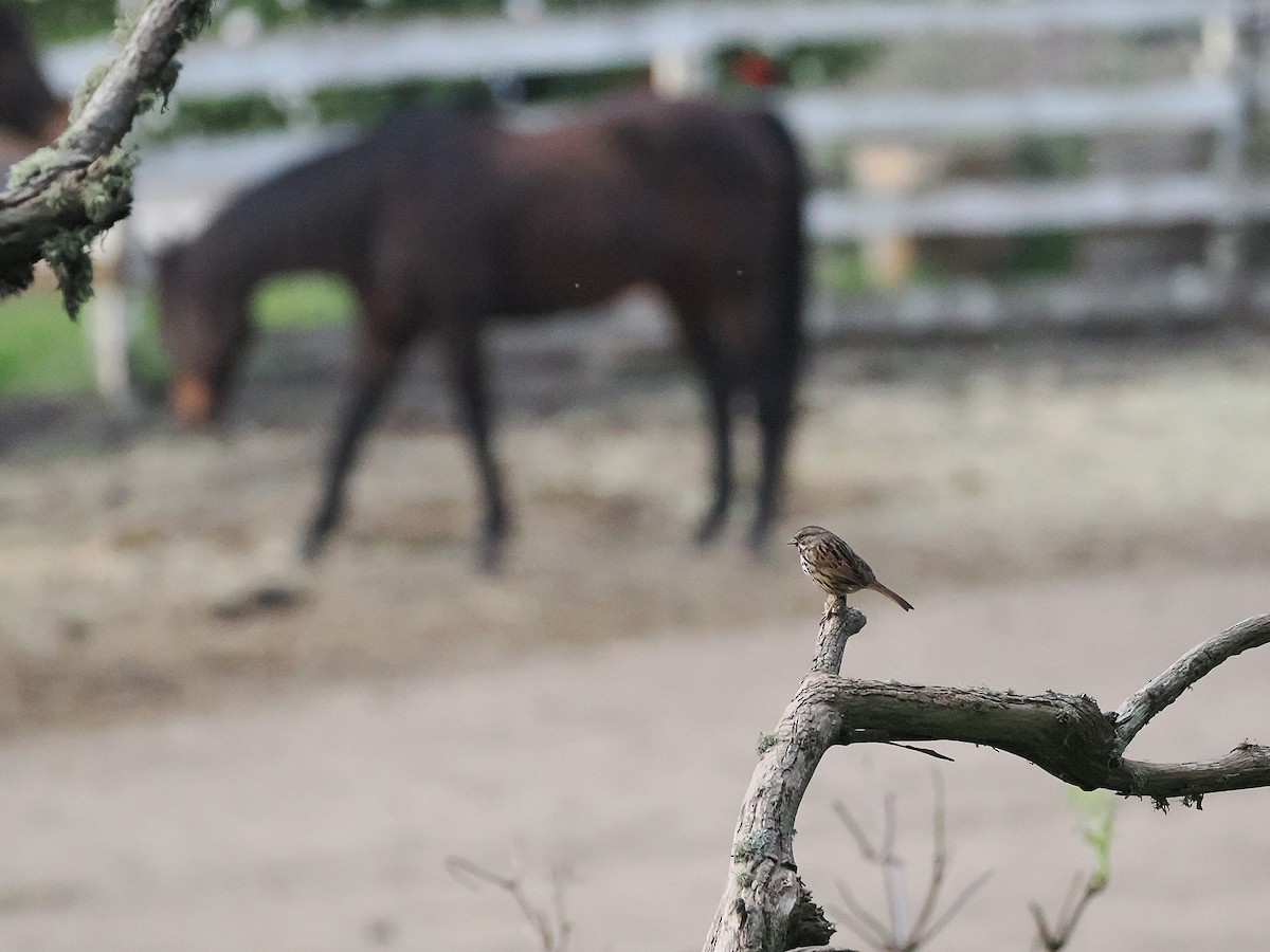 Пасовка співоча - ML650852982