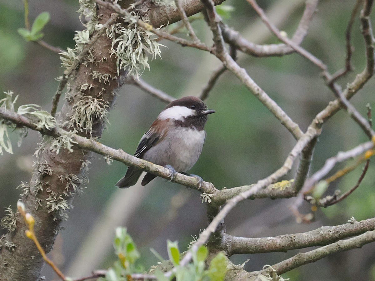 Гаїчка рудоспинна - ML650852989