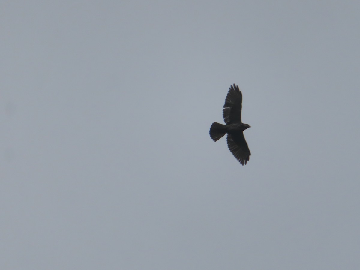 Broad-winged Hawk - ML650852993