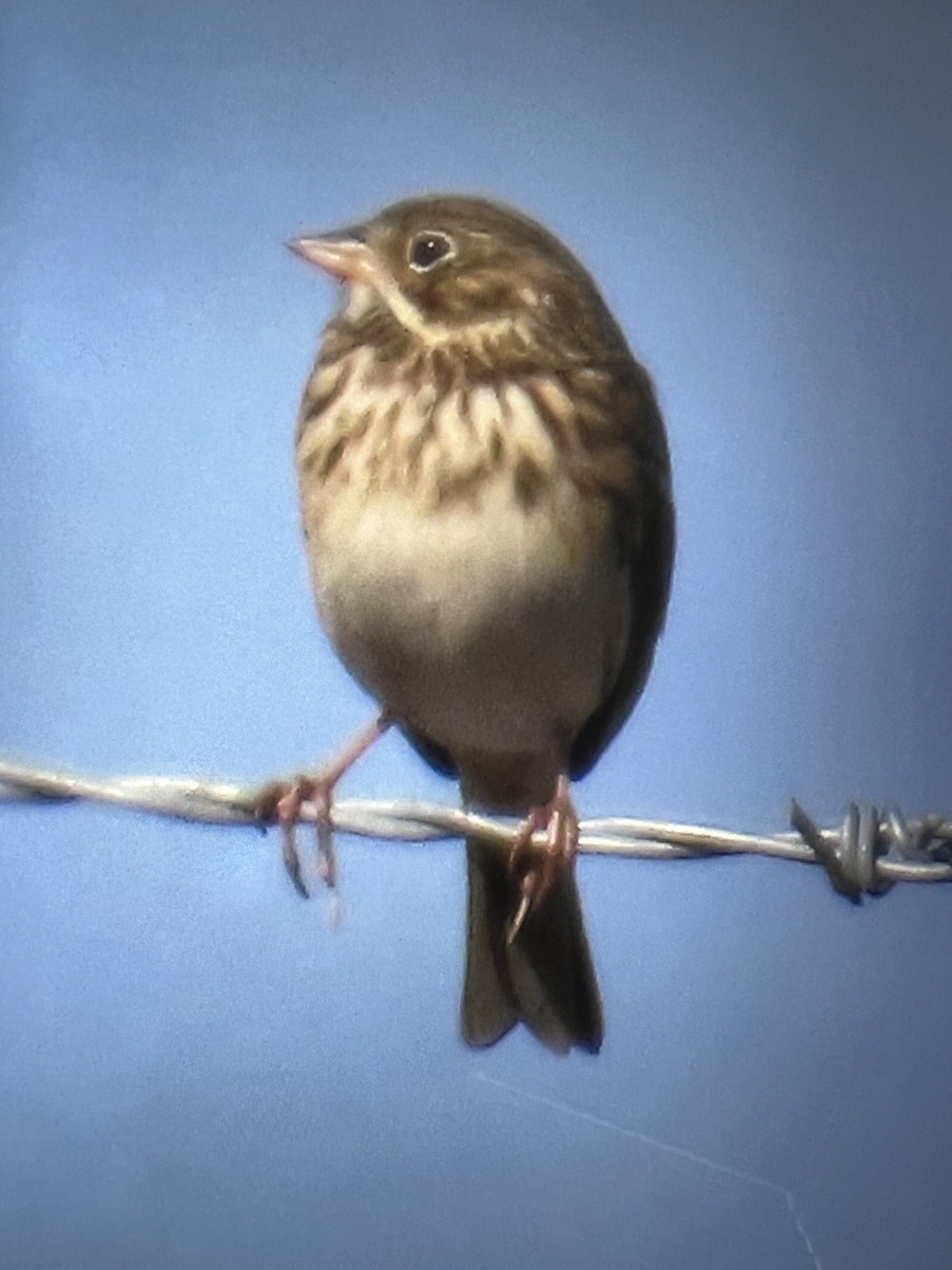 Akşamcı Serçe - ML650853012