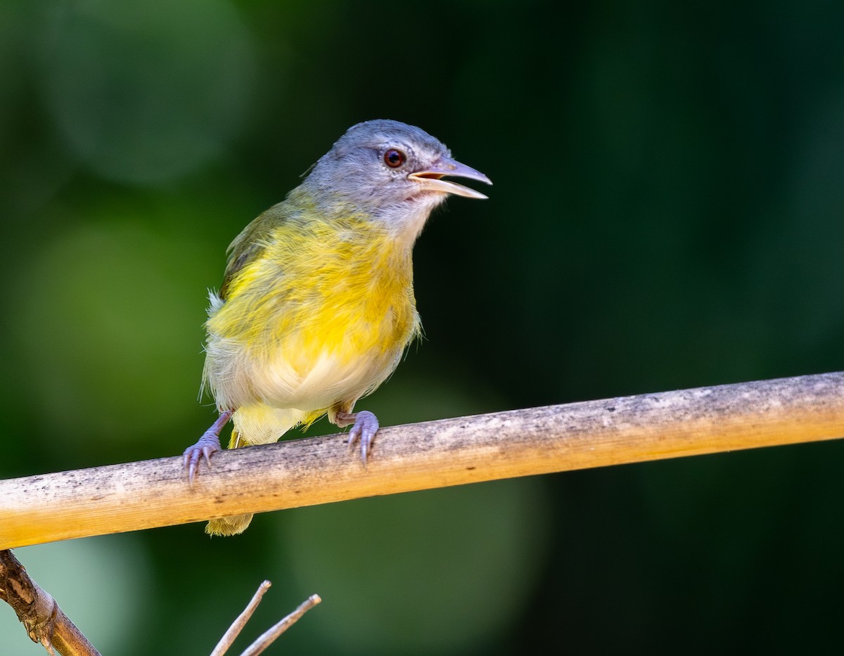 Ashy-headed Greenlet - ML650853014