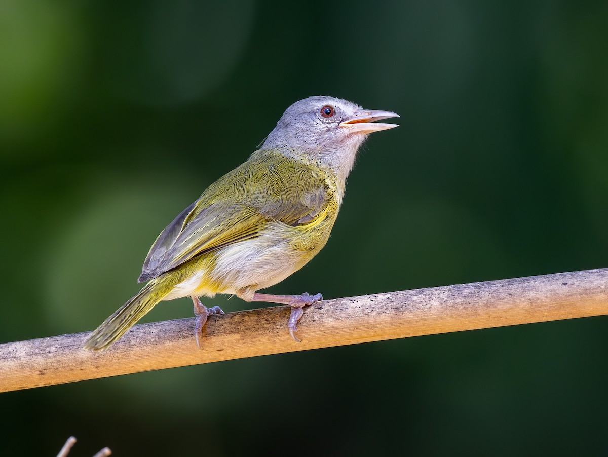 Ashy-headed Greenlet - ML650853015