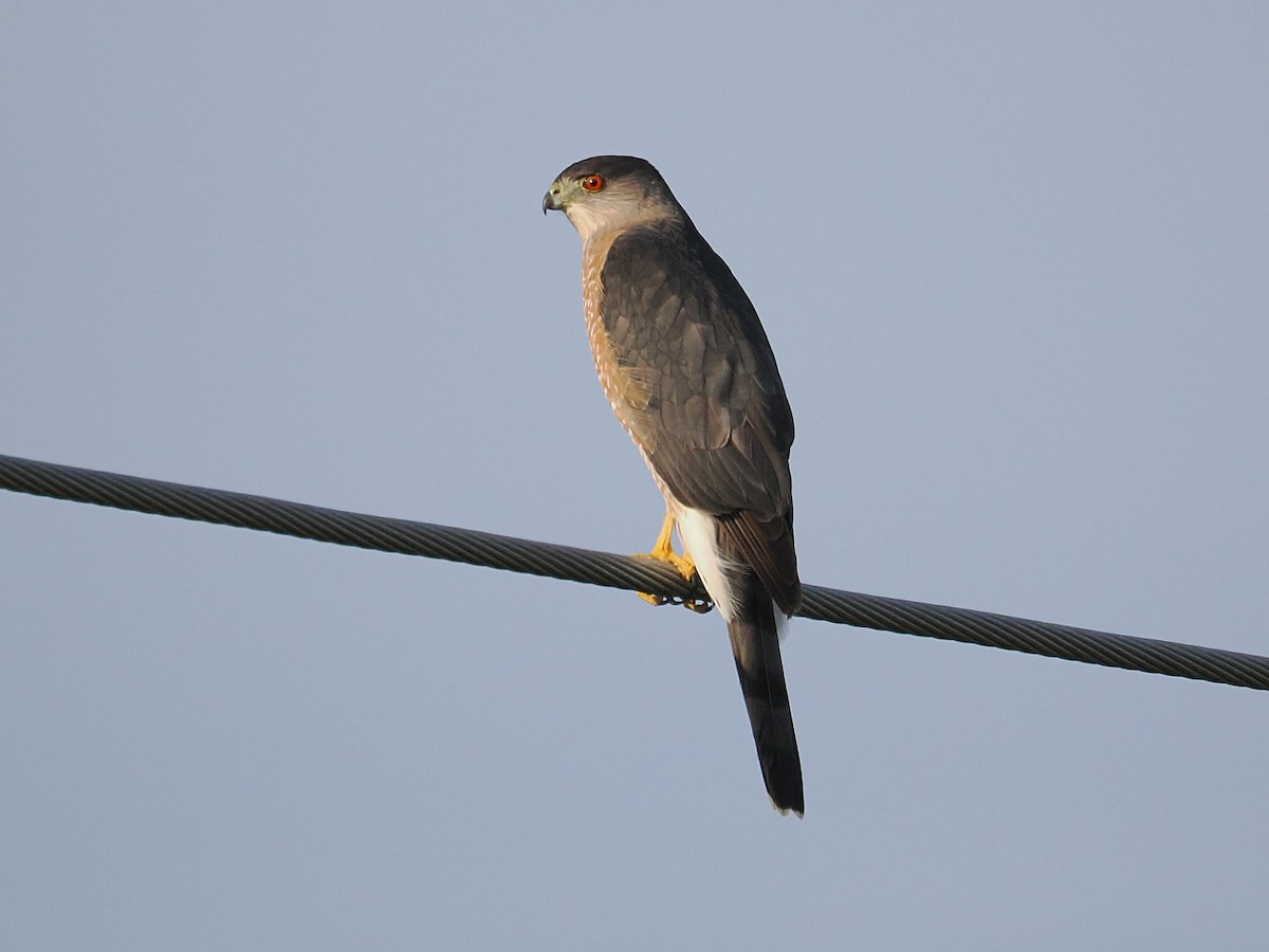 Яструб чорноголовий - ML650853027