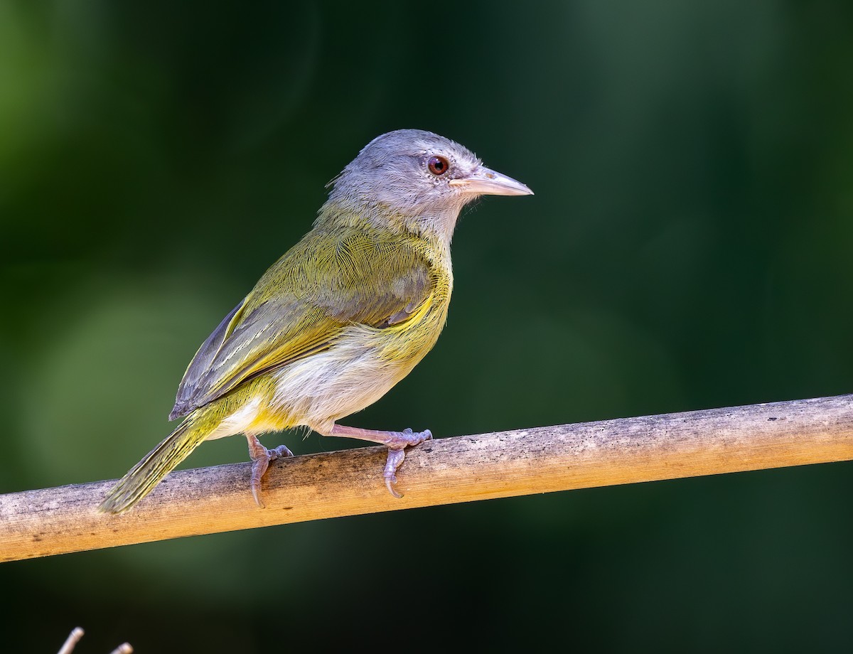 Ashy-headed Greenlet - ML650853059