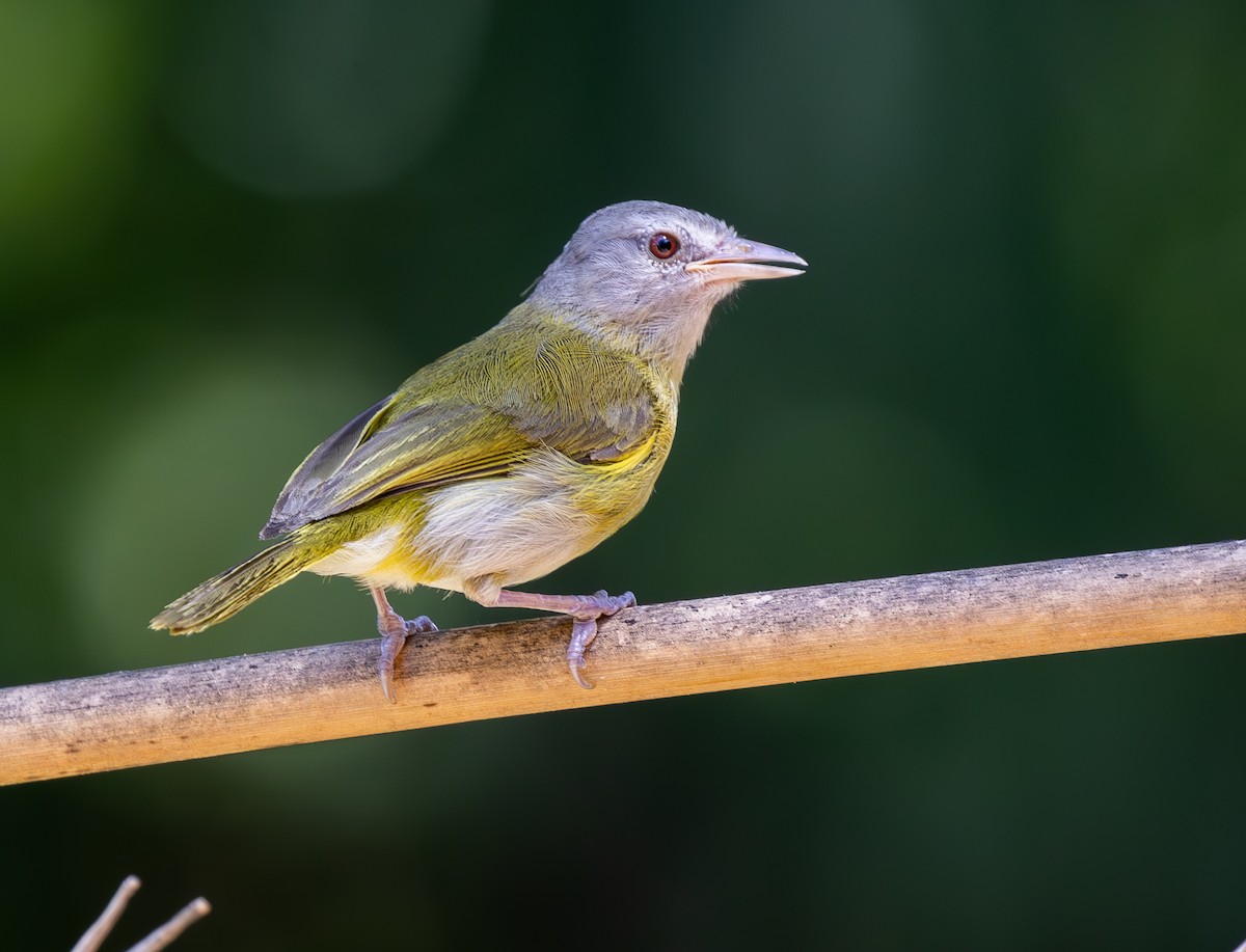 Ashy-headed Greenlet - ML650853063