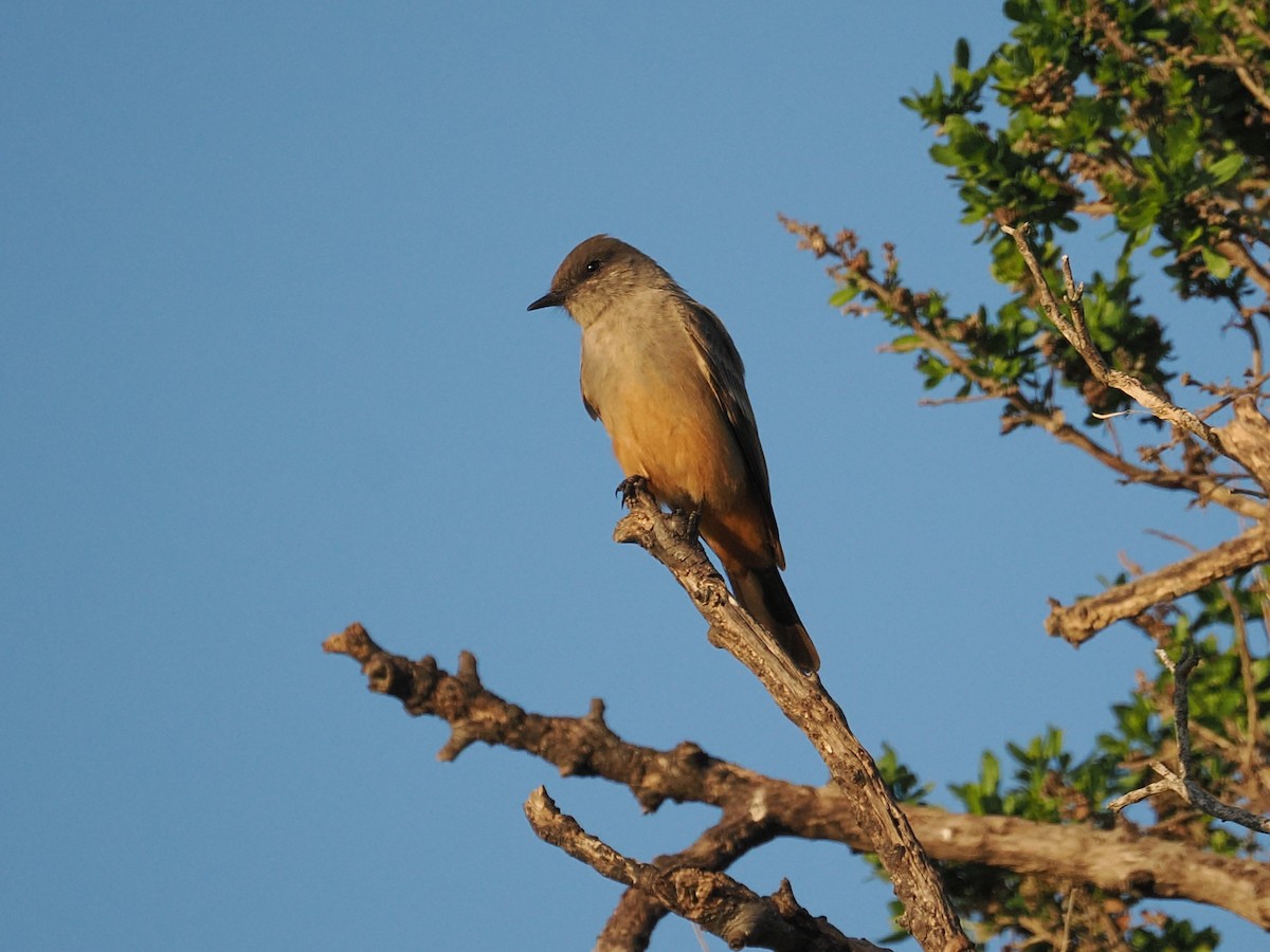 チャイロツキヒメハエトリ - ML650853158