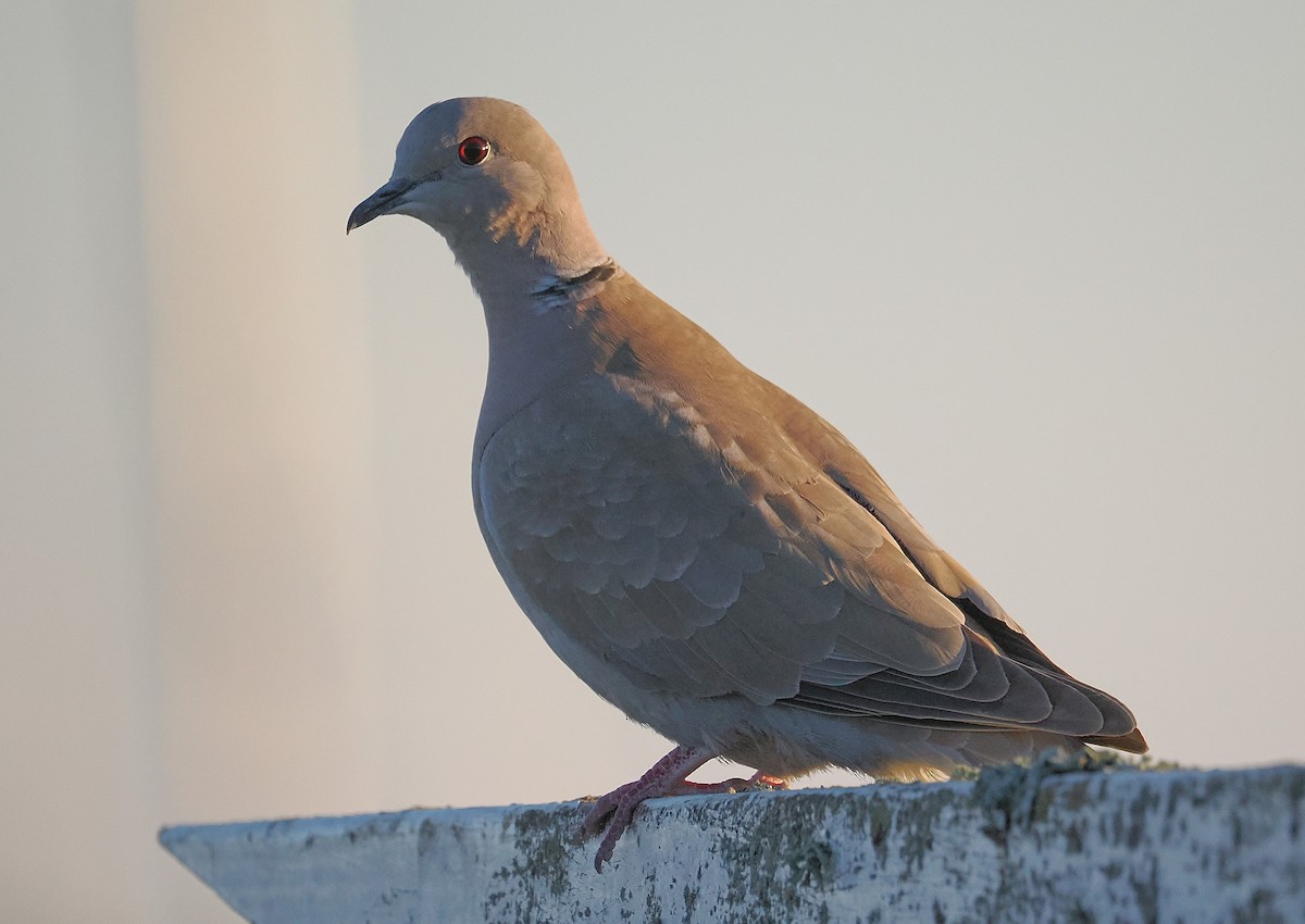 シラコバト - ML650853169