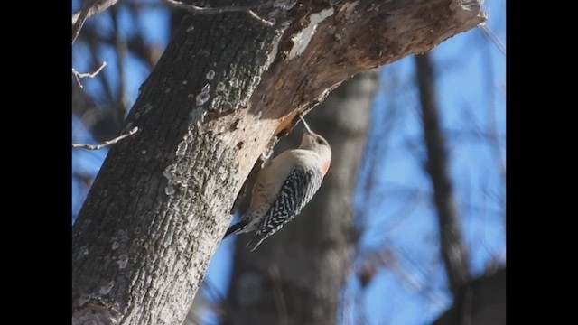 Red-bellied Woodpecker - ML650853353