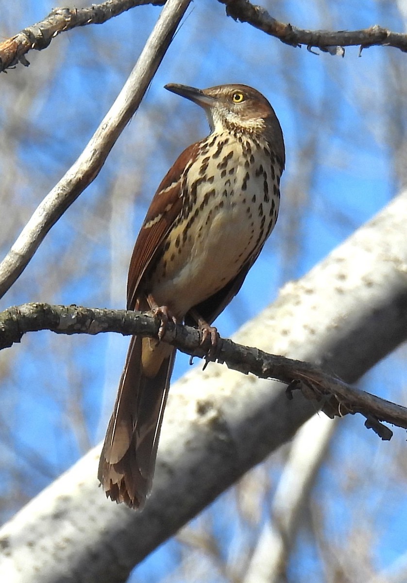 Brown Thrasher - ML650853433